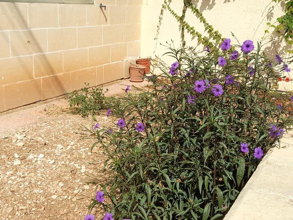 Dynesty B&B Birżebbuġa エクステリア 写真